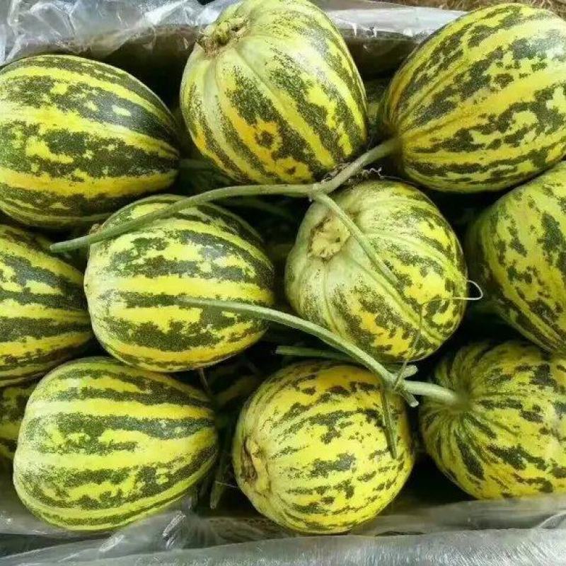 花蕾甜瓜花姑娘甜瓜新姑娘甜瓜皮溥甜香希望全国各地前来采购