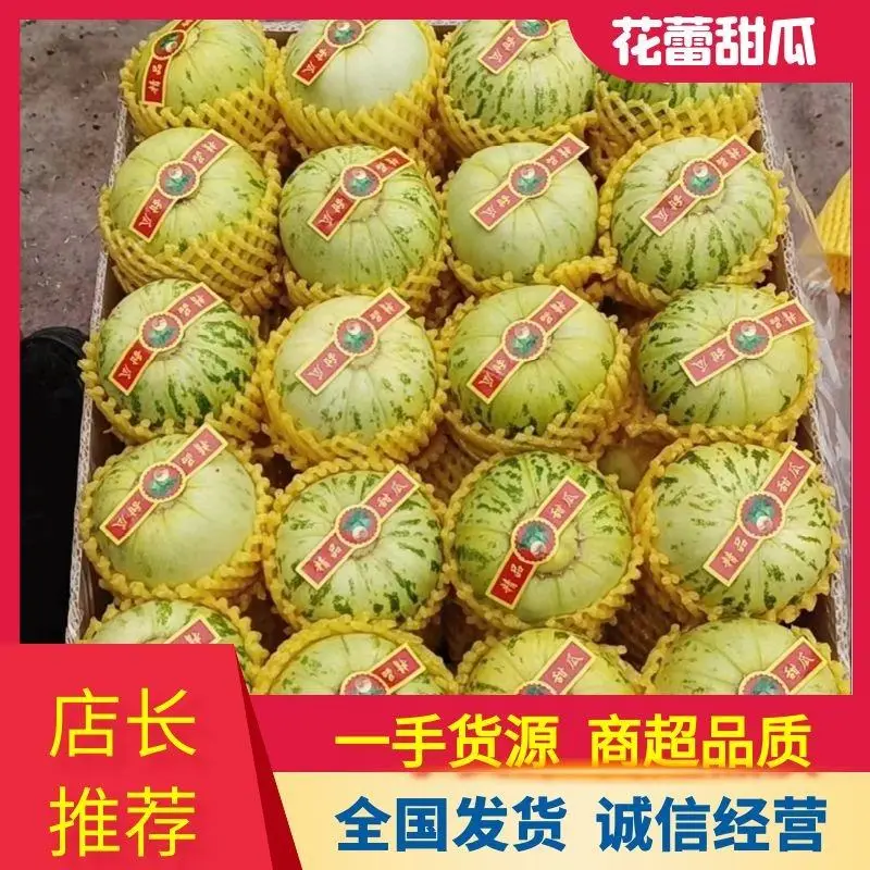 花蕾甜瓜花姑娘甜瓜新姑娘甜瓜皮溥甜香希望全国各地前来采购