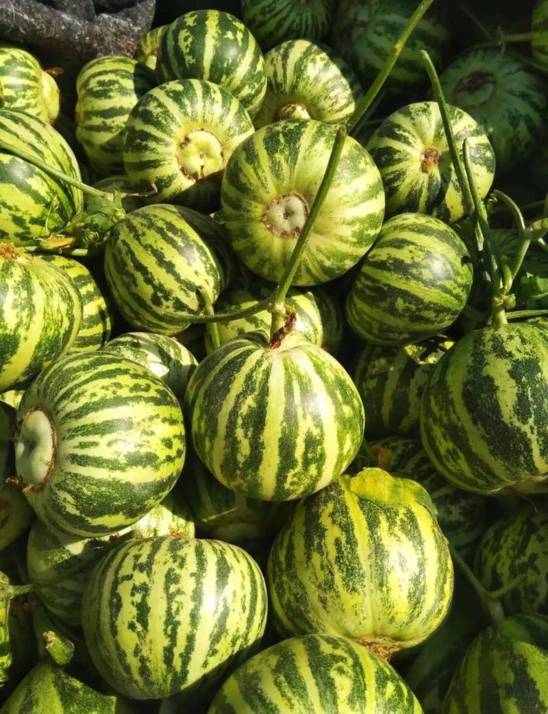 花蕾甜瓜花姑娘甜瓜新姑娘甜瓜皮溥甜香希望全国各地前来采购