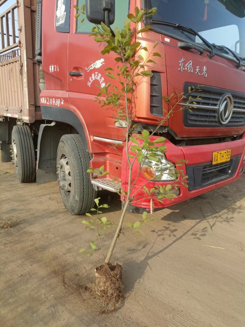 河北定州蒙古栎栓皮栎绿化苗木乔灌木自家苗圃现挖现卖营养杯树苗