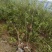 河北定州蒙古栎栓皮栎绿化苗木乔灌木自家苗圃现挖现卖营养杯树苗