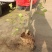 河北定州蒙古栎栓皮栎绿化苗木乔灌木自家苗圃现挖现卖营养杯树苗
