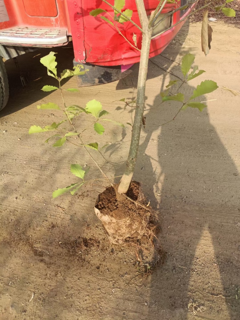 河北定州蒙古栎栓皮栎绿化苗木乔灌木自家苗圃现挖现卖营养杯树苗