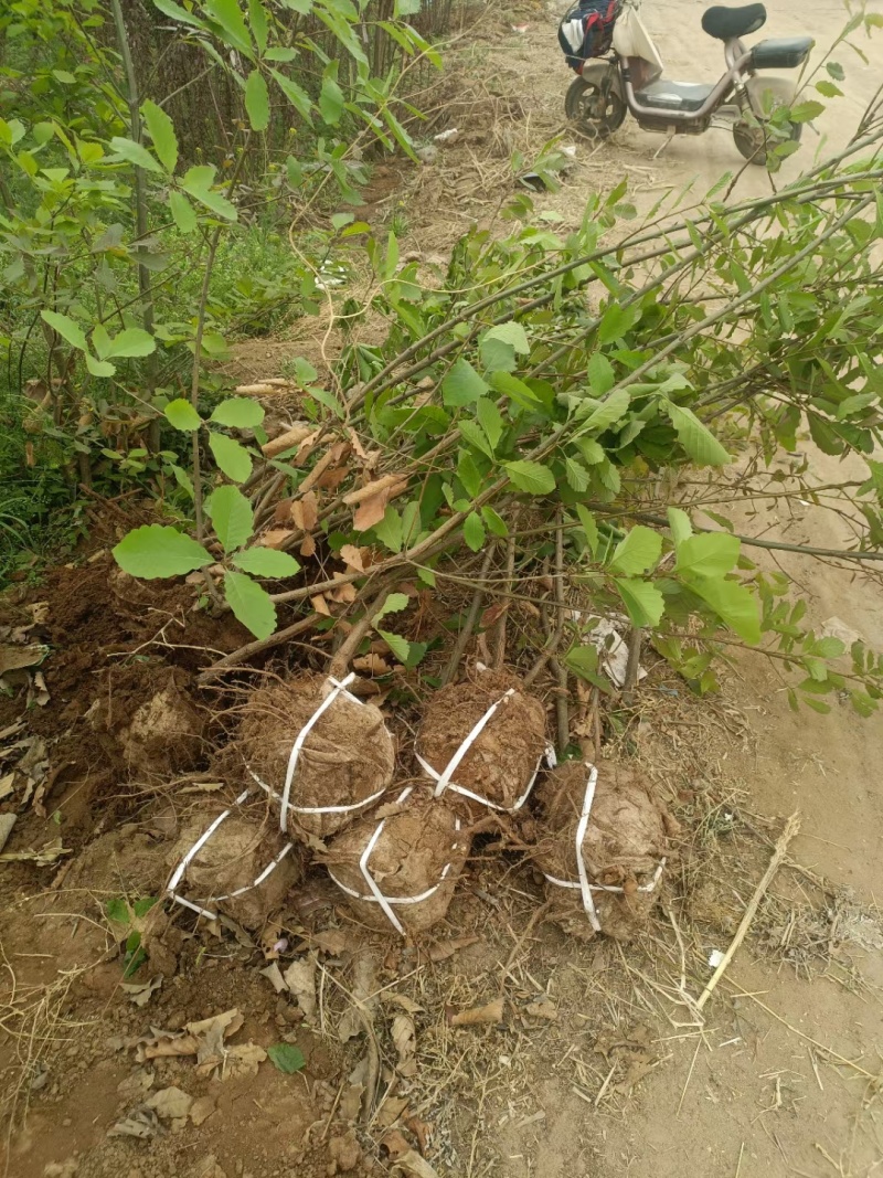 河北定州蒙古栎栓皮栎绿化苗木乔灌木自家苗圃现挖现卖营养杯树苗