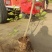 河北定州蒙古栎栓皮栎绿化苗木乔灌木自家苗圃现挖现卖营养杯树苗