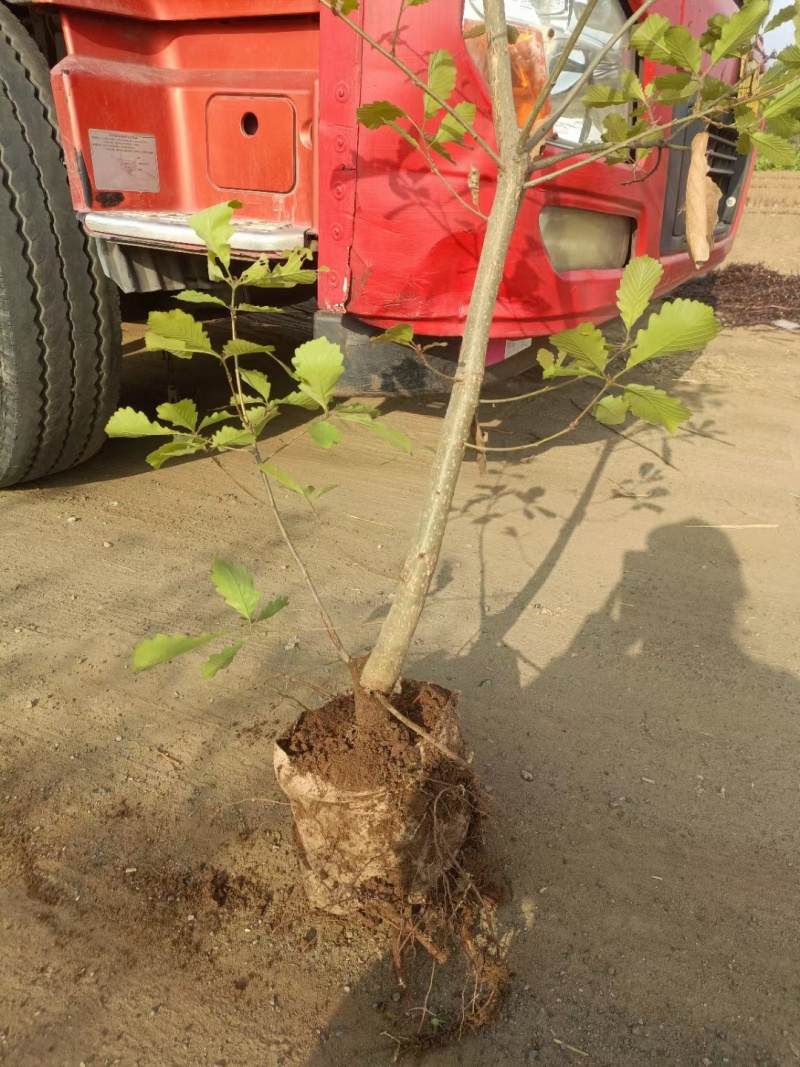 河北定州蒙古栎栓皮栎绿化苗木乔灌木自家苗圃现挖现卖营养杯树苗
