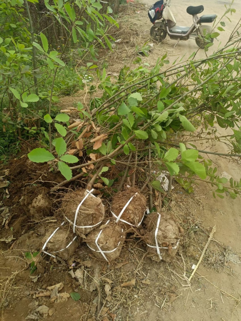 河北定州蒙古栎栓皮栎绿化苗木乔灌木自家苗圃现挖现卖营养杯树苗