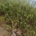 河北定州蒙古栎栓皮栎绿化苗木乔灌木自家苗圃现挖现卖营养杯树苗