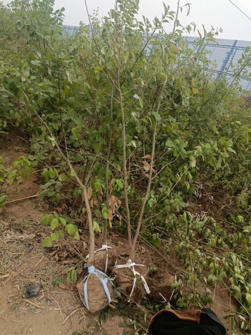 河北定州蒙古栎栓皮栎绿化苗木乔灌木自家苗圃现挖现卖营养杯树苗