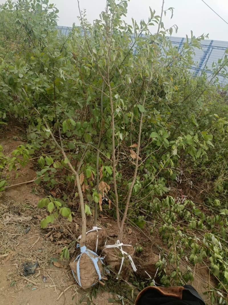 河北定州蒙古栎栓皮栎绿化苗木乔灌木自家苗圃现挖现卖营养杯树苗