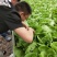 蜗牛药80%四聚乙醛粉剂杀螺灭鼻涕虫福寿螺蛞蝓内含引诱剂