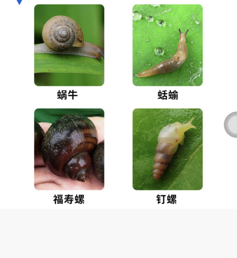 蜗牛药80%四聚乙醛粉剂杀螺灭鼻涕虫福寿螺蛞蝓内含引诱剂