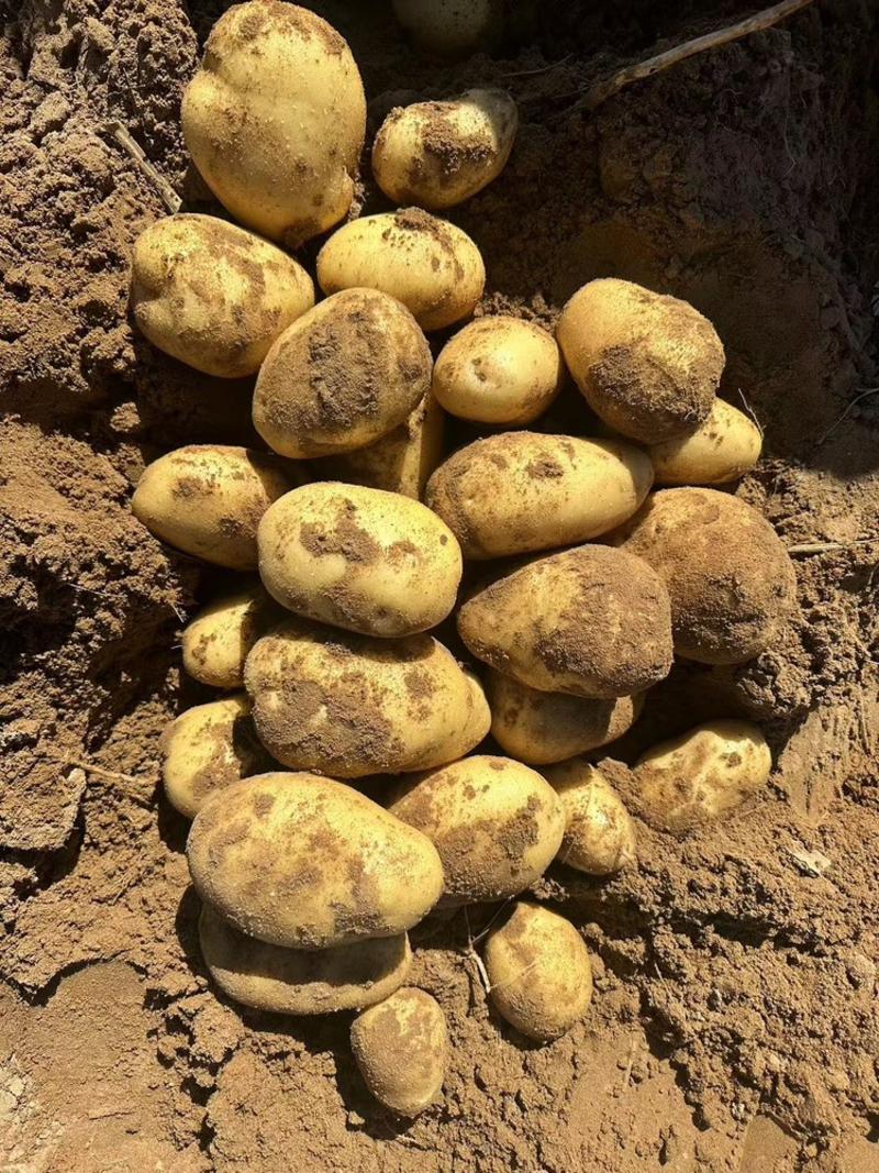【推荐】湖北天门实验一号土豆，品质好，价格低，产地供应
