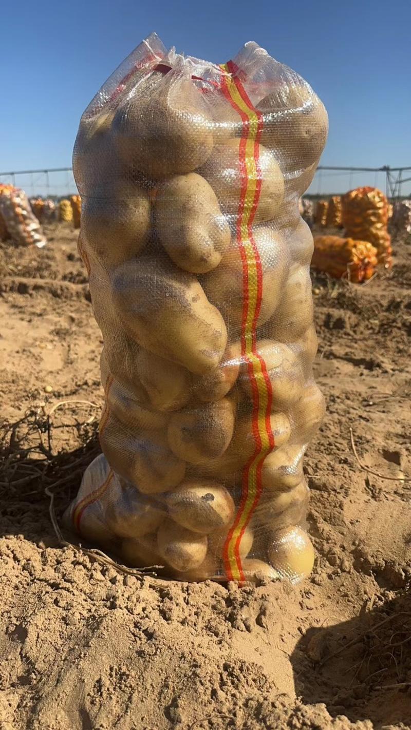 【推荐】湖北天门实验一号土豆，品质好，价格低，产地供应