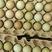 山东野鸡蛋50g以下食用货源充足产地直销欢迎咨询
