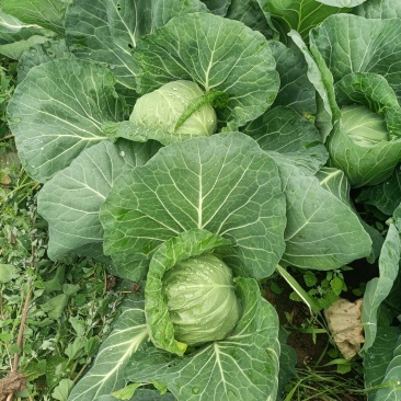 甘蓝，包头菜
