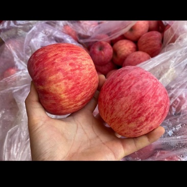 红富士苹果，价格美丽，需要赶紧私信我