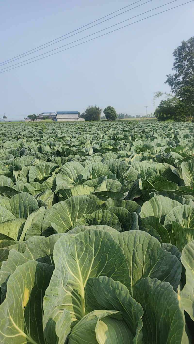 精品云南高原山地优质甘蓝，扁包菜大量上市，货源充足