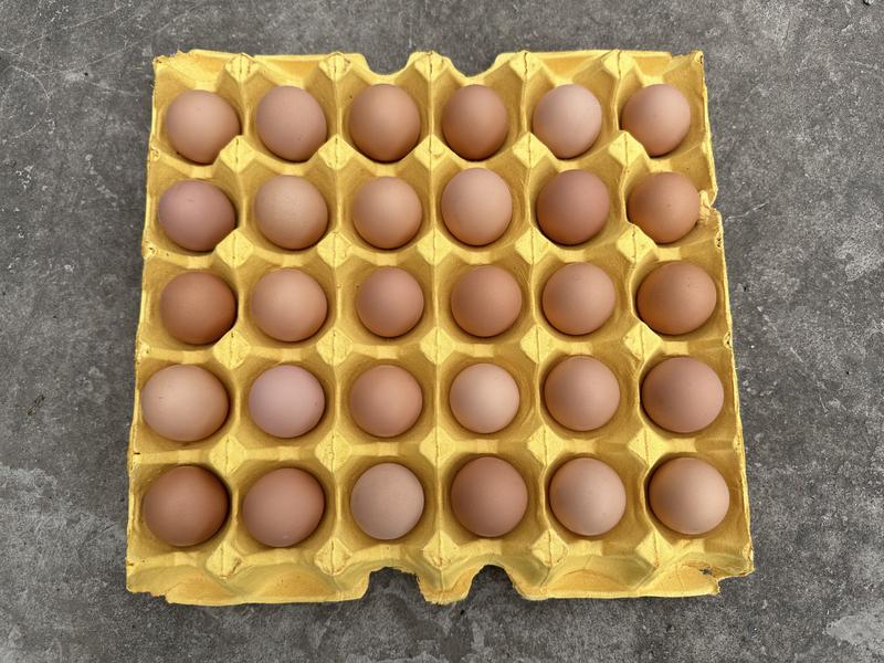 土鸡蛋，双色新杨黑小码土鸡蛋，四川省土鸡蛋，