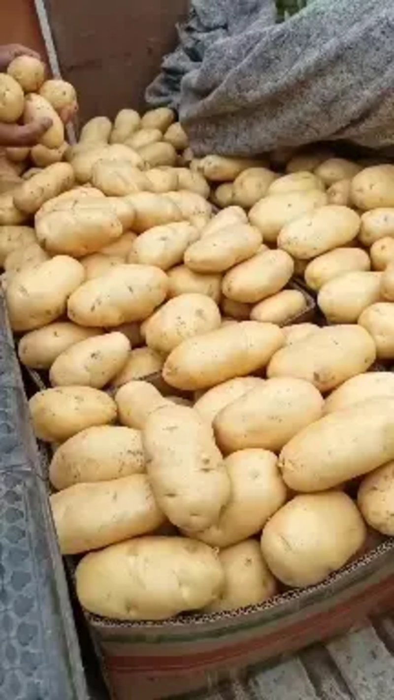 【黄心土豆】郯城土豆产地批发规格齐全对接电商市场商超