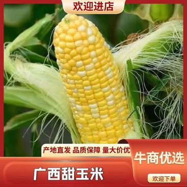 广西甜玉米大量现货产地直发诚信经营量大从优欢迎咨询