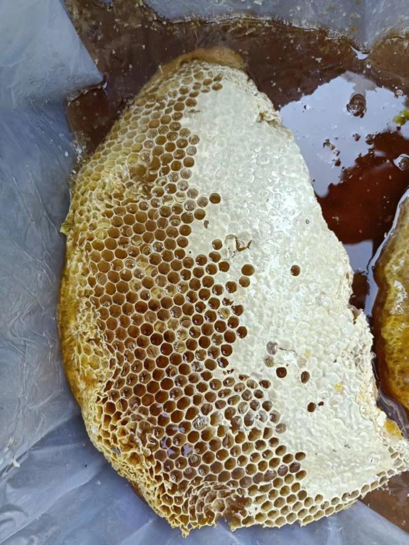 精品野蜂蜜供应，海南产地直发，新鲜采蜜，量大从优批发零售