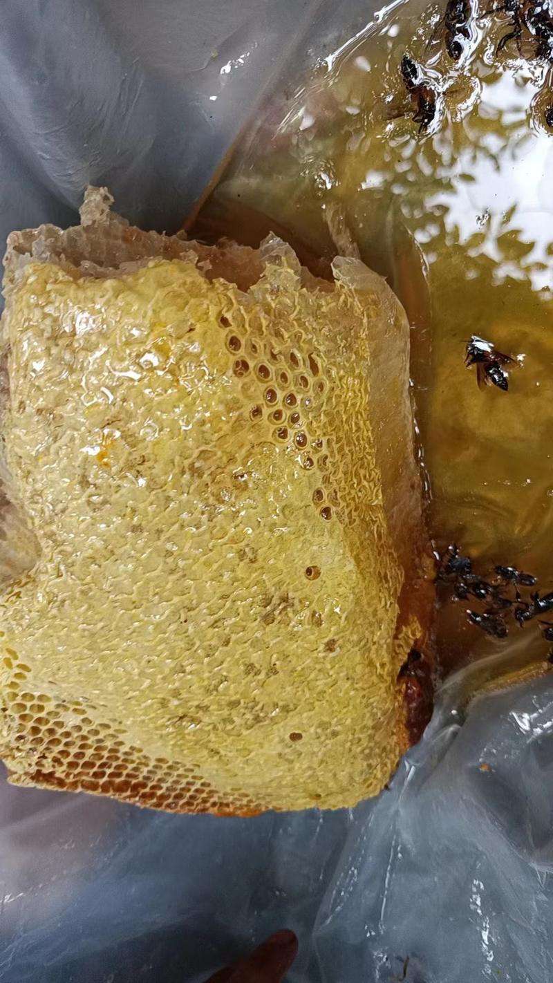 新鲜野蜂蜜两斤装，量大从优，支持批发零售，海南发货