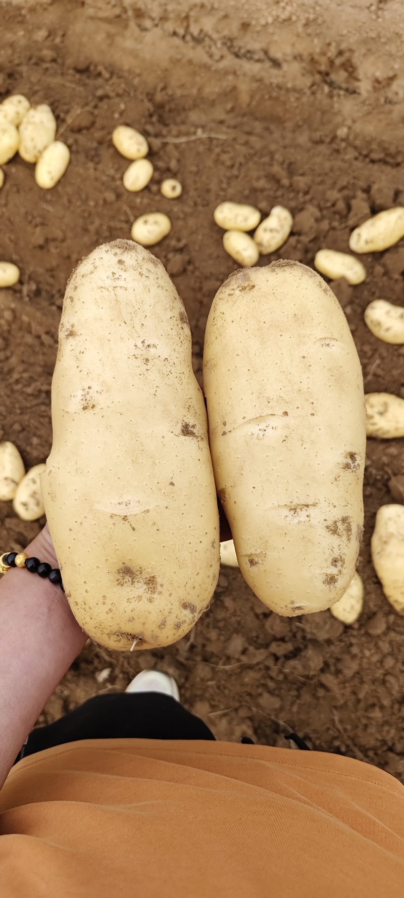 新土豆大量供应，大棚土豆黄皮黄瓤，全国发货，山东肥城土豆