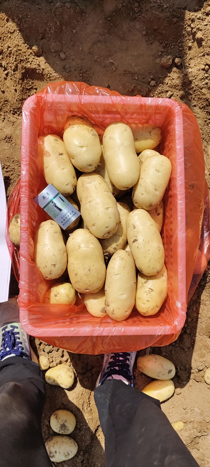 新土豆大量供应，大棚土豆黄皮黄瓤，全国发货，山东肥城土豆