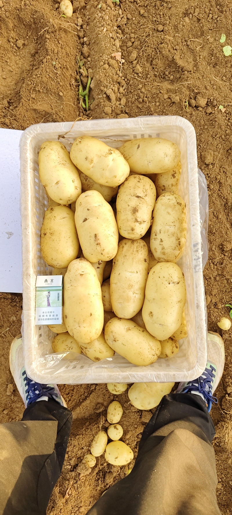 新土豆大量供应，大棚土豆黄皮黄瓤，全国发货，山东肥城土豆