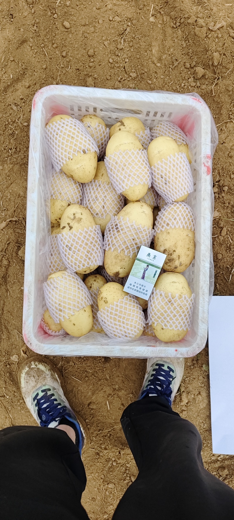 新土豆大量供应，大棚土豆黄皮黄瓤，全国发货，山东肥城土豆