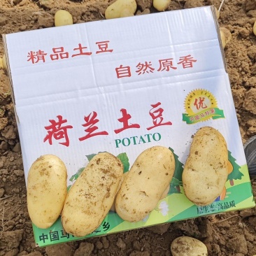山东肥城荷兰十五土豆土豆黄瓤,大棚新土豆大量供应全国发货