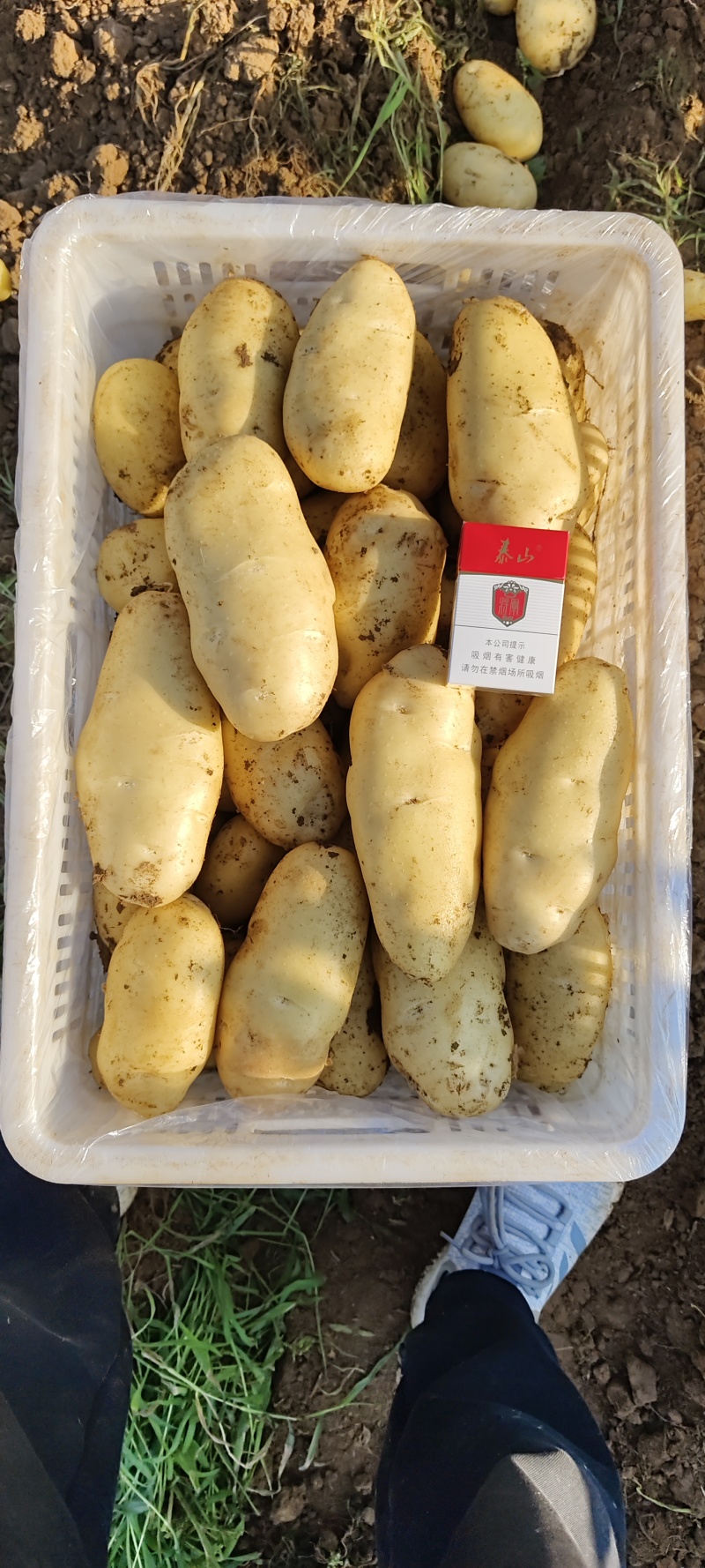大棚新土豆，山东土豆基地，黄皮黄瓤土豆，价格便宜全国发货