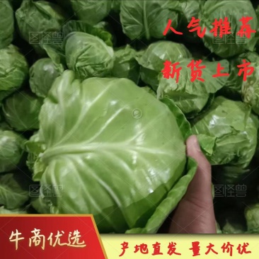 圆甘蓝对接农户，个头均匀全天现货供应，一斤多到二斤多