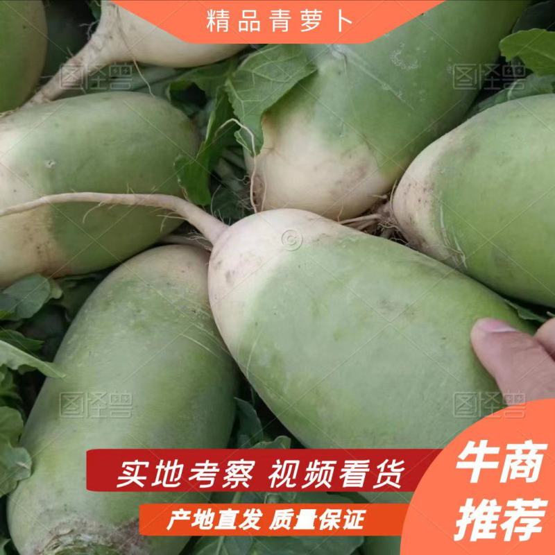 青萝卜市场货，可水洗，品质好价格优对接商超市场