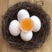 新鲜鸽子蛋农家散养30枚批发便宜量大初生鸽子蛋实拍图片