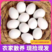 新鲜鸽子蛋农家散养30枚批发便宜量大初生鸽子蛋实拍图片