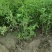四季玫瑰营养钵苗四季玫瑰玫瑰花基地60-80公分四季玫瑰