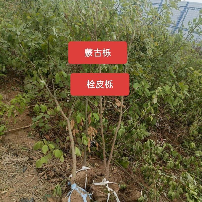 河北定州蒙古栎栓皮栎绿化苗木乔灌木自家苗圃现挖现卖营养杯树苗