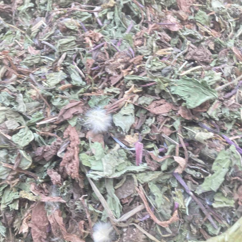 蒲公英实物拍摄需要的下单货联系价格可优惠