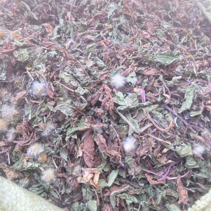 蒲公英实物拍摄需要的下单货联系价格可优惠