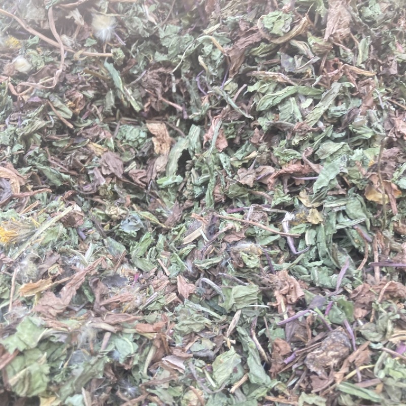 蒲公英实物拍摄需要的下单货联系价格可优惠