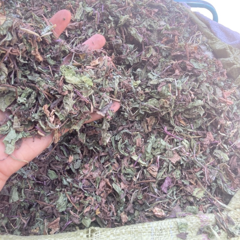 蒲公英实物拍摄需要的下单货联系价格可优惠