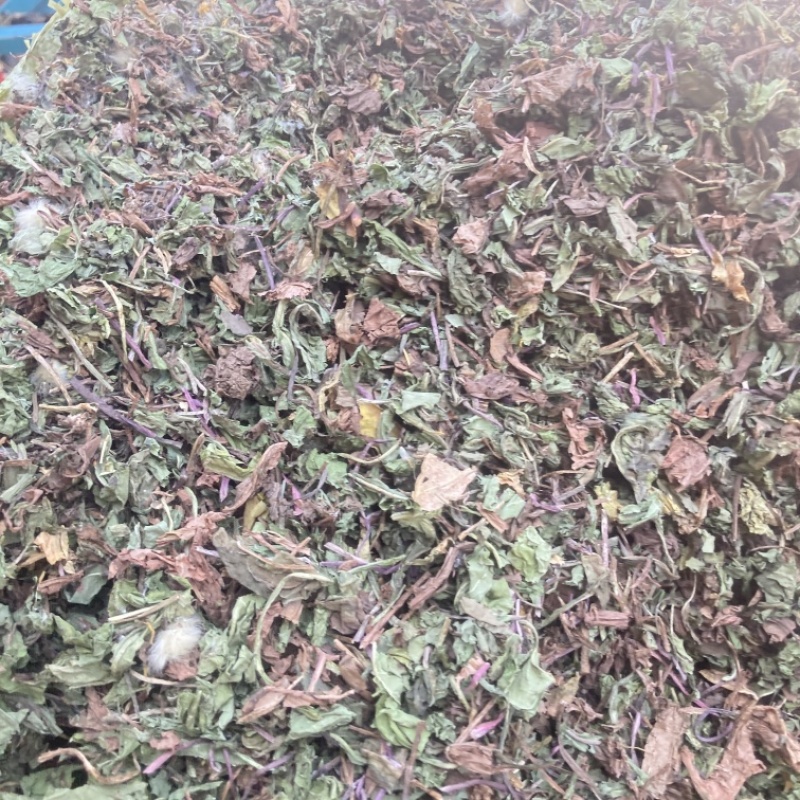 蒲公英实物拍摄需要的下单货联系价格可优惠