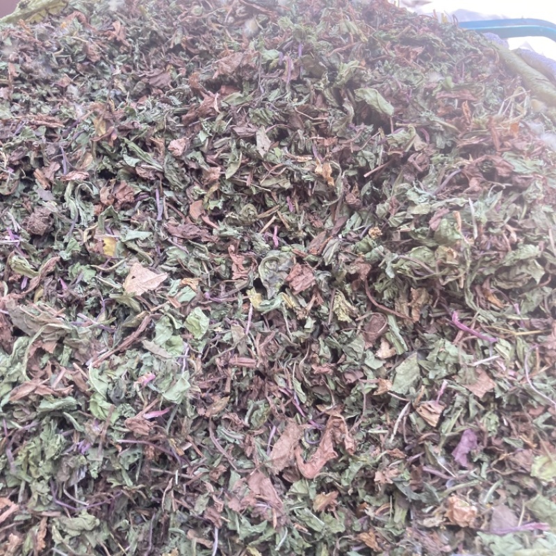 蒲公英实物拍摄需要的下单货联系价格可优惠