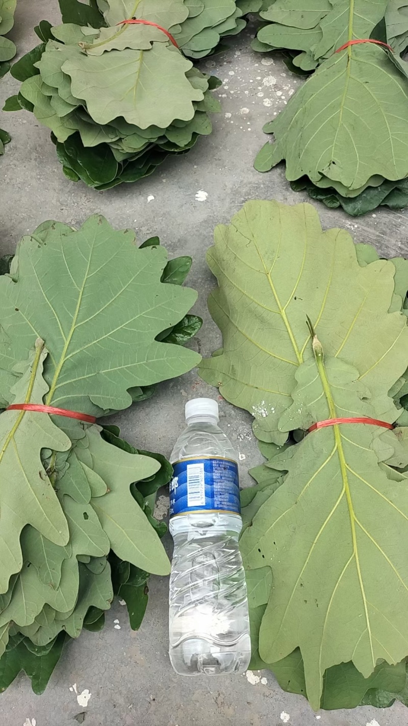 槲树叶，槲叶，现摘现发，加冰保鲜发货，产地直发