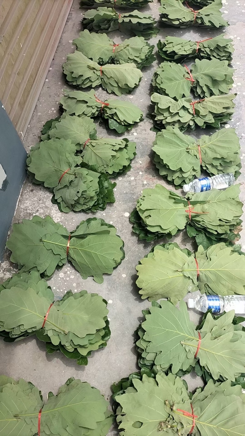 槲树叶，槲叶，现摘现发，加冰保鲜发货，产地直发