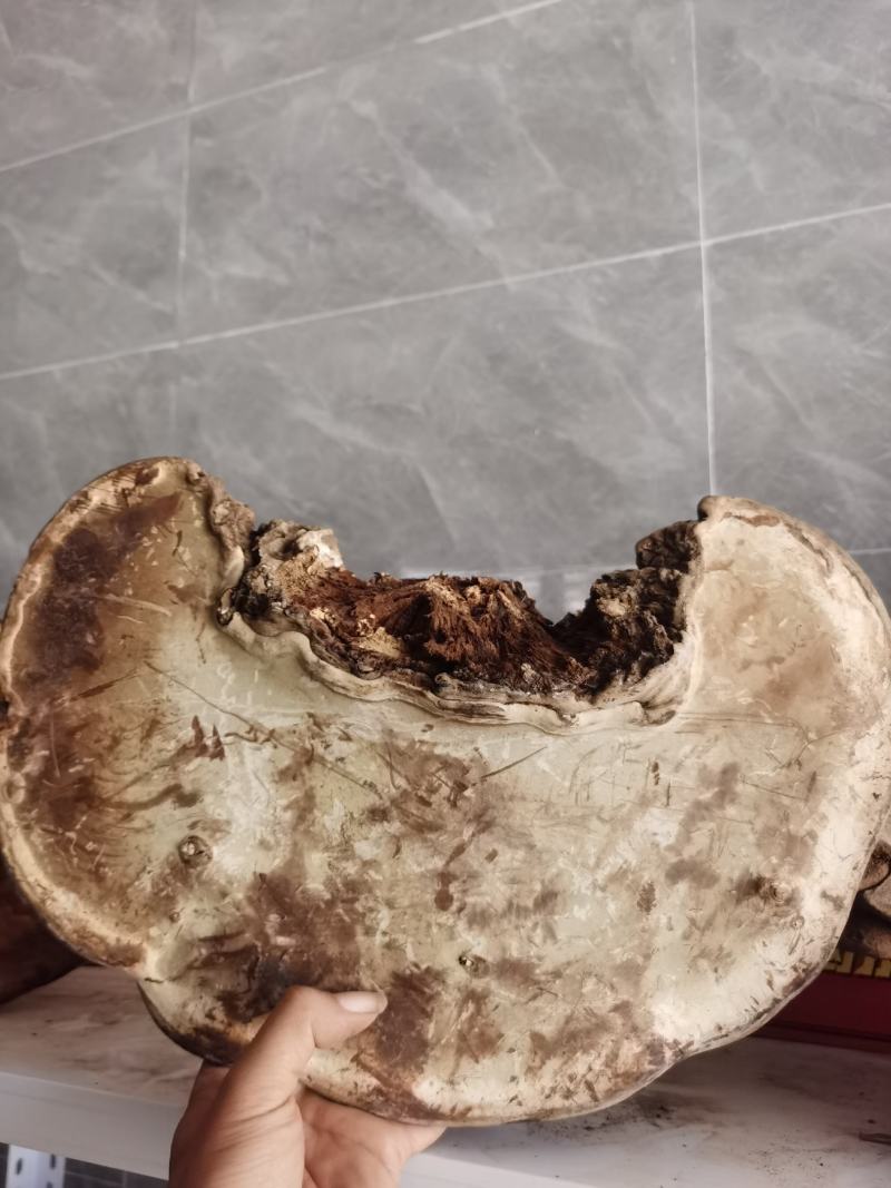树舍，灵芝，干货包邮