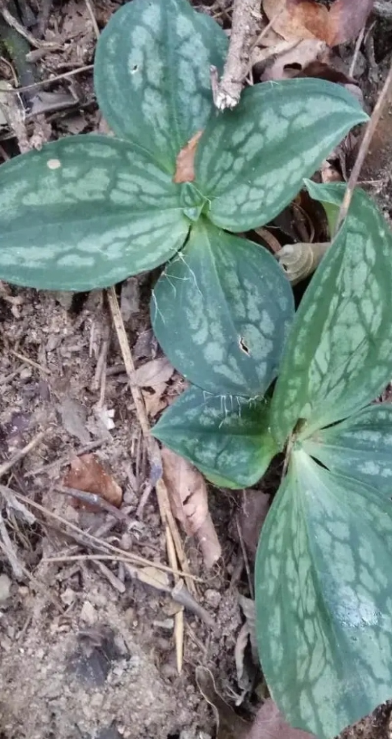朵朵肺形草干货
