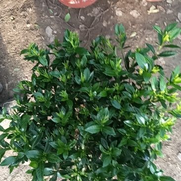 枝子花